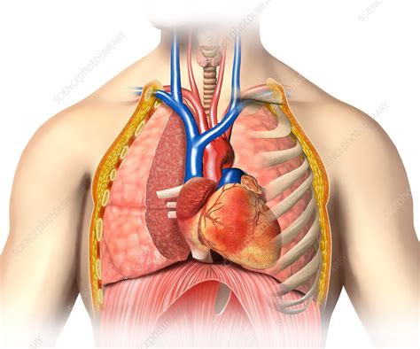 Male Chest Anatomy Artwork Stock Image F005 7184 Science Photo