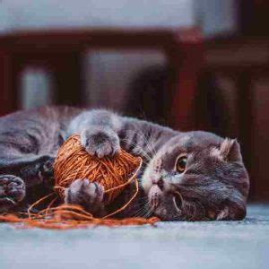 Scottish Fold Kedi Zellikleri Ve Bak M Vetes Veteriner