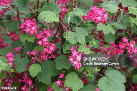 Cassis Flower Foto E Immagini Stock Getty Images