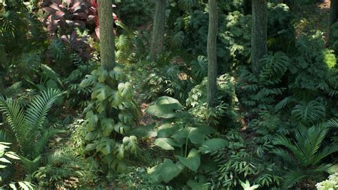 Rainforest Plants