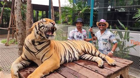 Tiger Park Pattayathailand Travelfaruk Hosen Youtube