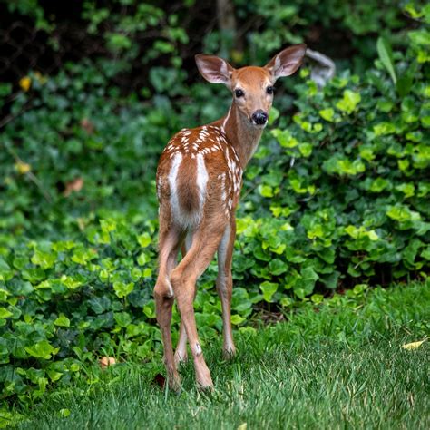 30000 Free Baby Deer And Deer Images Pixabay
