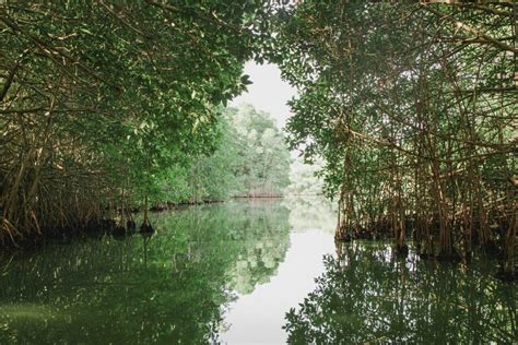 Une opération de restauration écologique pour la rivière Bouyouni