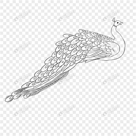 Peacock Lineart, Children Education, Peacock, Early Childhood Education PNG Image And Clipart ...