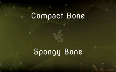 Compact Bone vs. Spongy Bone — What’s the Difference?