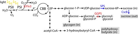 Simplified Representation Of Pathways Engineered In Synechocystis To