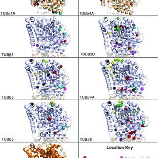 Visualisation of pathogenic tubulin mutations on three-dimensional ...