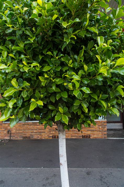 Ficus Hedging Topiary Hello Hello Plants Garden Supplies