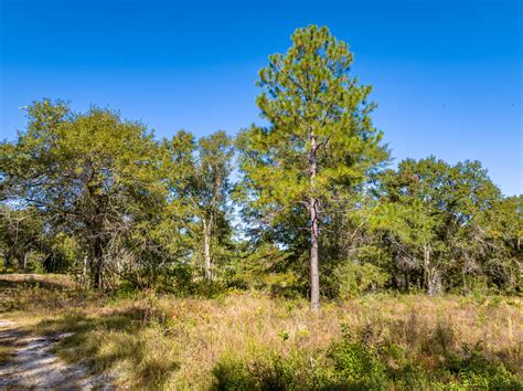 73± Acres Excellent Development Potential Worth County Ga