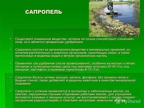Сапропель - что это такое и как использовать его как удобрение