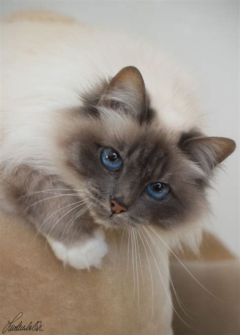 Sacred Birman By Mari Luokkakallio Px Cute Cats Gorgeous Cats Cats