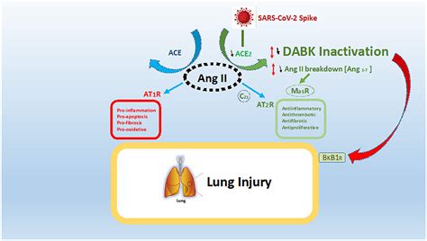 Frontiers Pathophysiology Of COVID 19 Everywhere You Look You Will