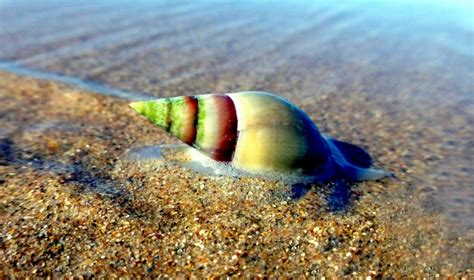 Cone Snail Ocean Treasures Memorial Library