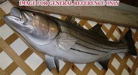 Striped Bass Mounts By Mount This Fish Striped Bass Full Mounts