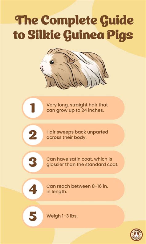 guide to guinea pig hyperactive at home 8