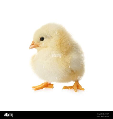 Cute Fluffy Baby Chicken On White Background Farm Animal Stock Photo