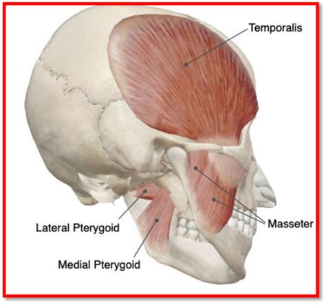 Unit 7 Orofacial Anatomy Flashcards Quizlet