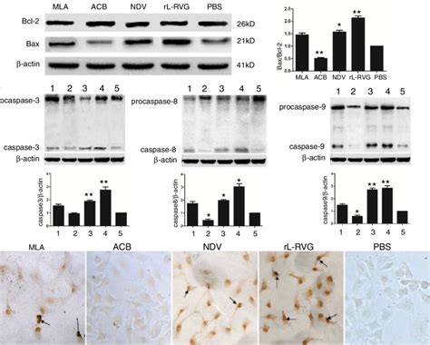 Effects Of Rl Rvg Agonist And Antagonist Treatment On Apoptosis And