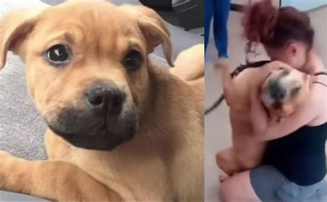 Mujer se reencuentra con su perro perdido tras dos años en centro de