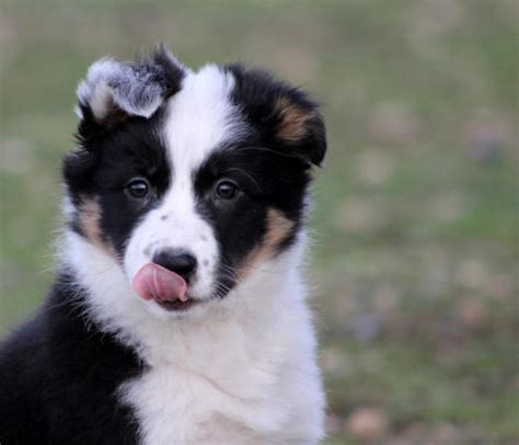 Border collie chiot à donner Chien bonheur