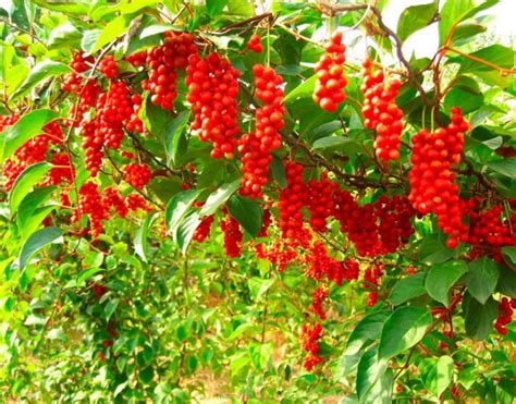Schisandra chinensis: pěstování a péče, přesazování, prořezávání