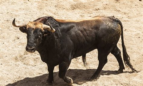 Sevilla Orden De Lidia De Los Toros De El Parralejo Para La De