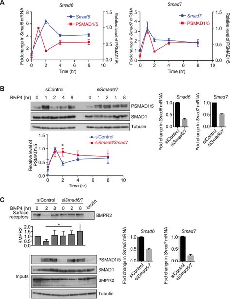 Smad And Smad Are Required For The Oscillatory Signalling Response To