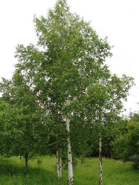 Ruwe Berkenboom Betula Pendula Silver Birch Planting Shrubs