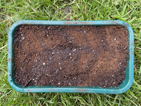 How to grow ferns from spores | Jack Wallington | Nature & Gardens