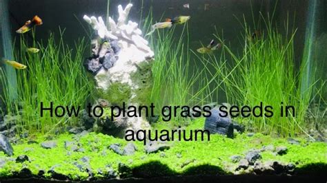 How to Grow Aquarium Plant Seeds: A Step-by-Step Guide for Successful Seed Germination