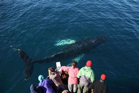 From H Sav K Traditional Whale Watching Tour