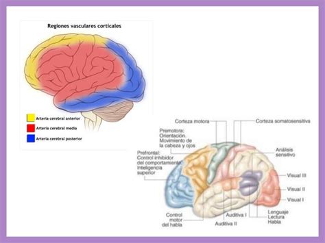 Evento Cerebral Vascular Pdf Lo De Tomografia PPT