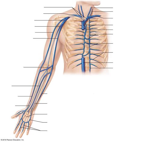 Veins Of The Thorax And Right Upper Limb Diagram Quizlet