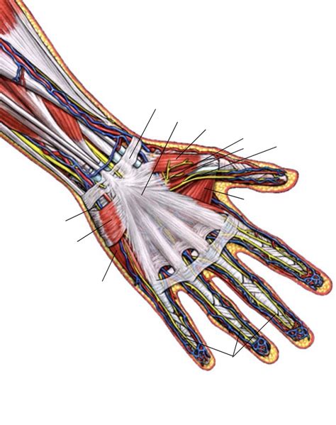 Palmar Wrist Hand Diagram Quizlet