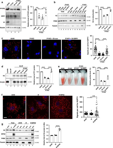 Depletion Of Drp From Pinch Ko Cells Promotes Kindlin Pycr