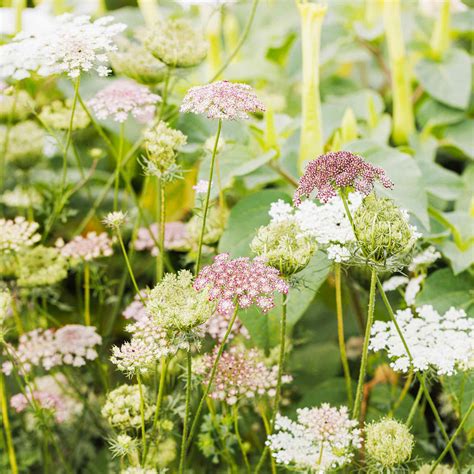 Queen Anne's Lace Seeds - Choclate Lace Flower| Flower Seeds | Bulk ...