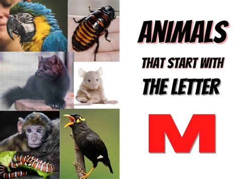 107 Animals That Start With M The Pet Savvy