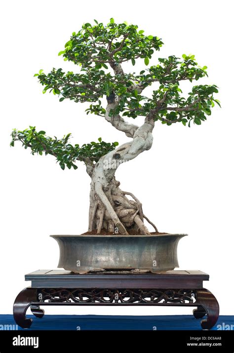 Chinese Banyan As Bonsai Tree Is White Isolated Stock Photo Alamy