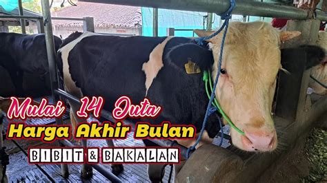 Akhir Bulan Sapi Bibitan Bakalan Mulai 14 Juta Ilma Supplier