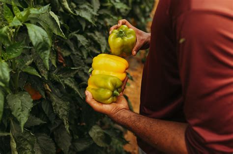 Sliced Bell Peppers · Free Stock Photo