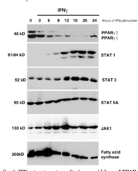 Figure 2 from Interferon γ induced Regulation of Peroxisome