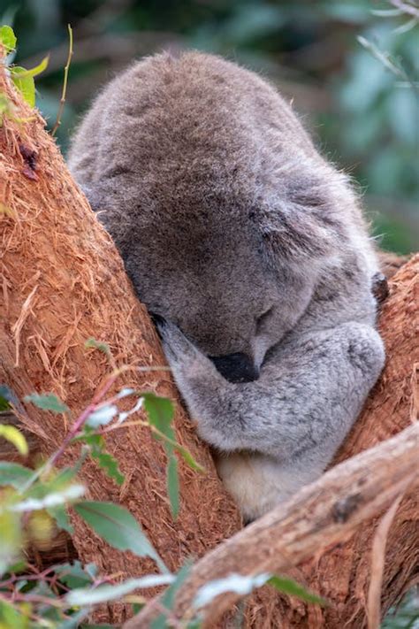 Cute Sleeping Koala Bear · Free Stock Photo