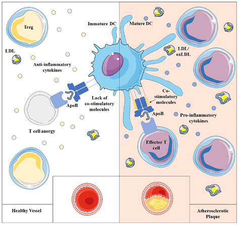 Frontiers Crosstalk Between Dendritic Cells And T Lymphocytes During