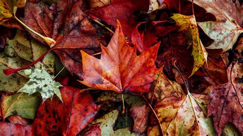 Close Up Autumn Wallpapers Wallpaper Cave