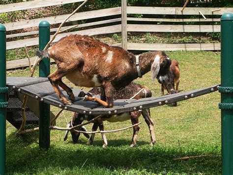 Goat Playground Stock Photo Image Of Farm Climb Play 36690458