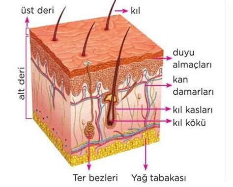 Deri Nedir İnsan Vücudunda En Ağır Organ Derimiz