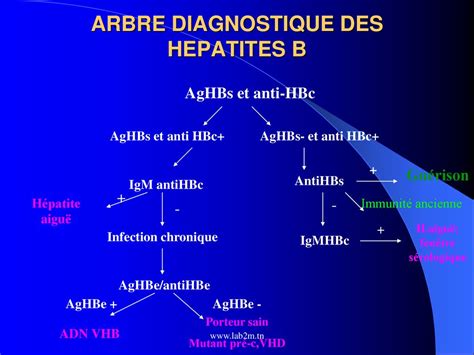 LES HEPATITES VIRALES B ET C ppt télécharger