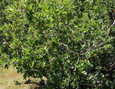 Quercus Berberidifolia Scrub Oak 10 Ft Among 18 Chaparral Species