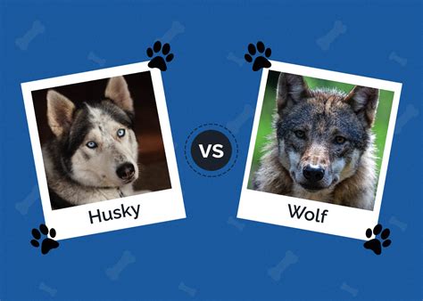 Husky Vs Wolf Whats The Difference Are They Related Hepper