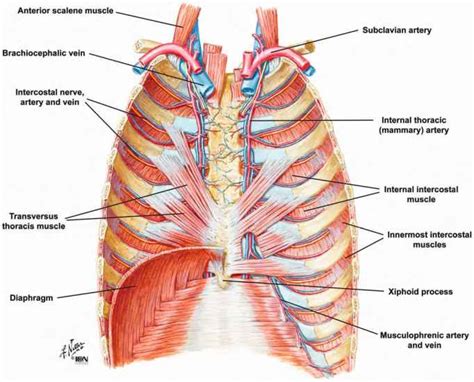 Muscles Of The Thoracic Wall Heart Failure Guws Medical